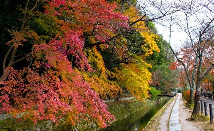 京都 哲学の道 秋